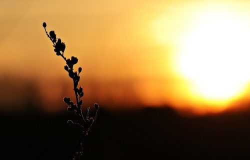 Prstenasto pomračenje Sunca u nedelju videće se iz Srbije: Stručnjaci upozoravaju na jednu OPASNOST