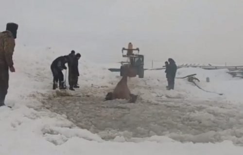 Alal vera! Sedam konja upalo kroz led u jezero, a onda su se pojavili JUNACI SA FARME (VIDEO)