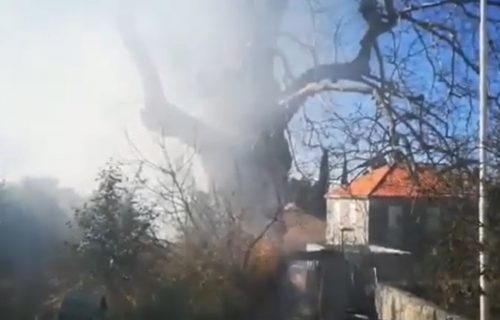 Gori stablo staro 500 godina u Dubrovniku: Vatrogasci se bore sa vatrenom stihijom (VIDEO)