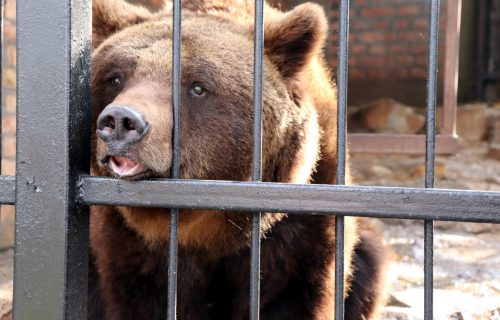 Medvedi u ZOO vrtu u Jagodini dali prognozu koliko će još zima trajati (FOTO)