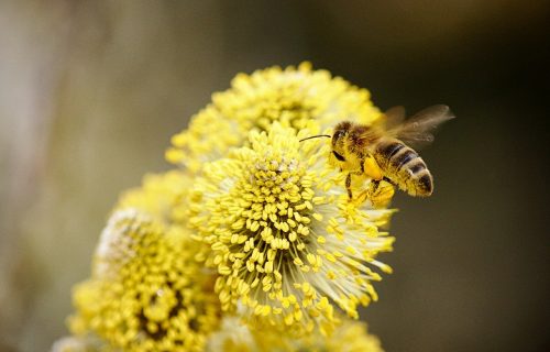 EUREKA! Devojčicu ubola pčela, pa od toga razvila NEVIĐEN BIZNIS