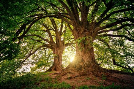 U Hrvatskoj je prodato drvo dugačko 11,5 metara i staro preko 160 godina, a njegova cena je PAPRENA