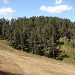 Ovoliko novca Zlatibor zarađuje od turizma tokom leta, ozbiljna cifra