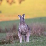 Majkrosoft doživeo blamažu: Njihov pretraživač tvrdi da Australija NE POSTOJI, evo i zašto