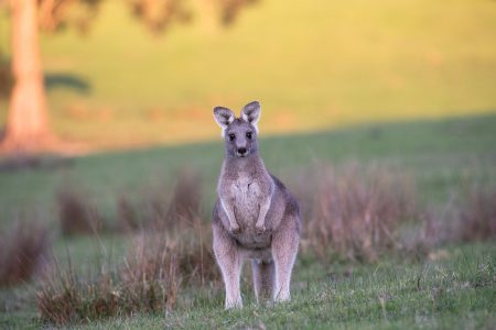 Ovaj snimak je osvojio simpatije širom sveta: Reakcija kengura je potpuno urnebesna (VIDEO)