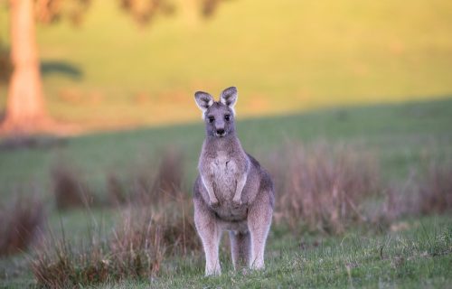 Majkrosoft doživeo blamažu: Njihov pretraživač tvrdi da Australija NE POSTOJI, evo i zašto