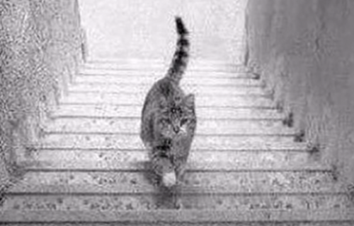Da li se mačka PENJE ili SILAZI niz stepenice? Vaš odgovor otkriva kako gledate na svet