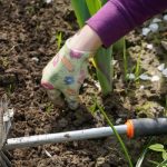 Najbolji agro-biznisi za mala imanja: Šta posaditi i kako do prihoda od 6.500 evra