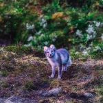Lisice se "navukle" na trambolinu: Upadnu u dvorište u Samoboru, pa skakuću i igraju se kao deca (VIDEO)