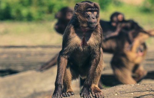 UZNEMIRUJUĆ VIDEO! Majmun počinio užas u ZOO vrtu: Krvnički ga udarao, pa ga ošamućenog GRIZAO pred svima