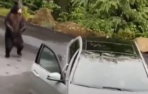 Medved provalnik obijao automobil, a onda ga je paralisao VRISAK (VIDEO)