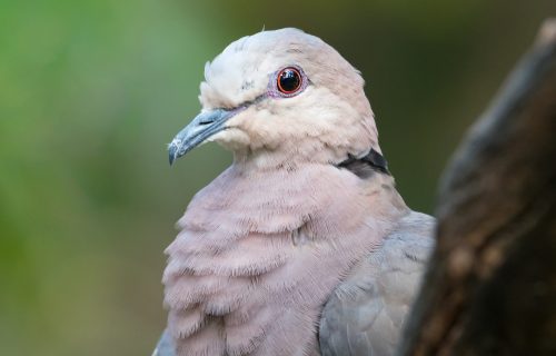 Meštani sela na granici uhvatili goluba sa ŠIFROVANOM porukom, evo šta piše u njoj