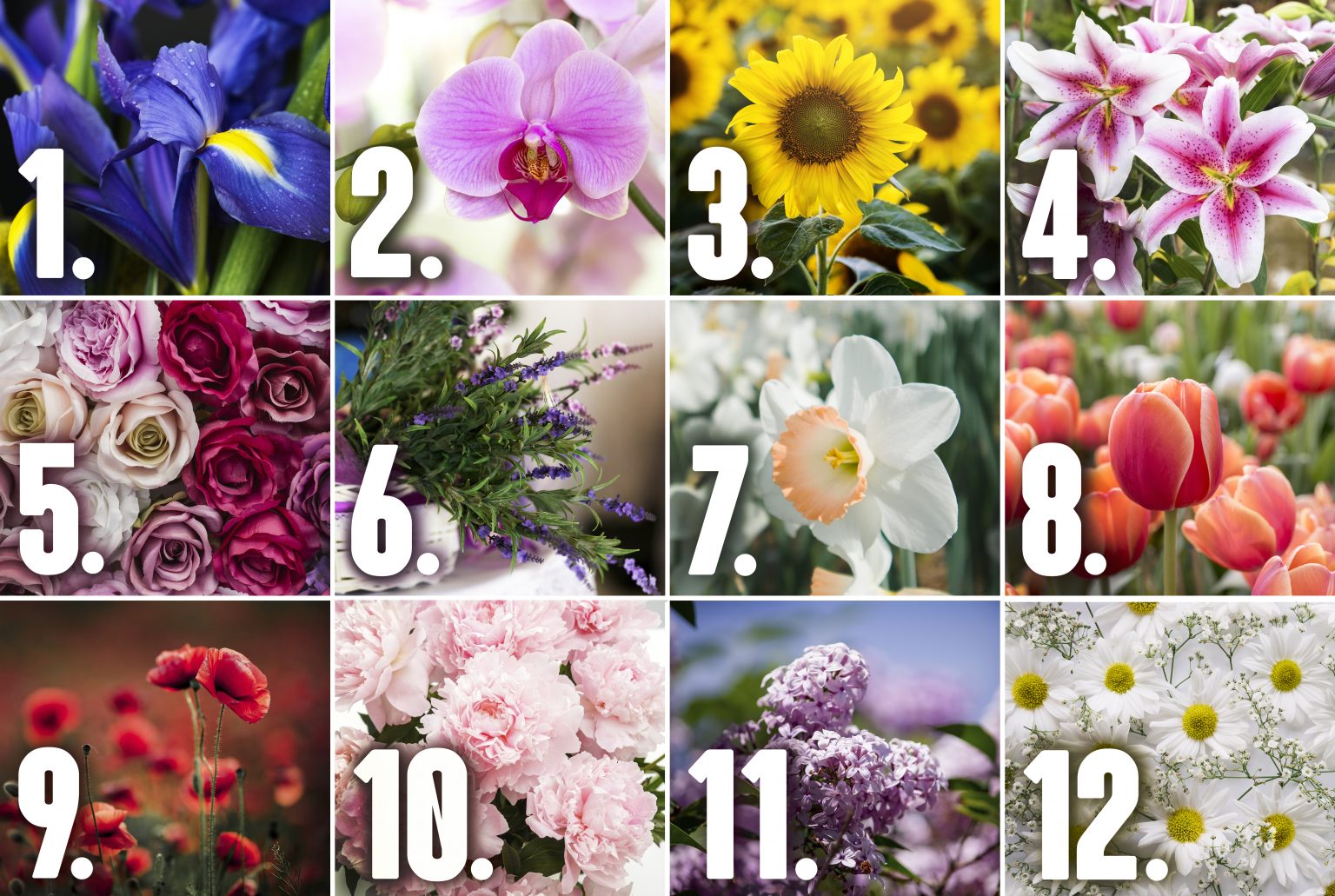test-cvece-1536x1031.jpg