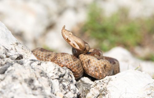 "Prva četiri sata su bila KRITIČNA": Oglasila se mama devojčice koju je ujeo POSKOK u Aleksincu