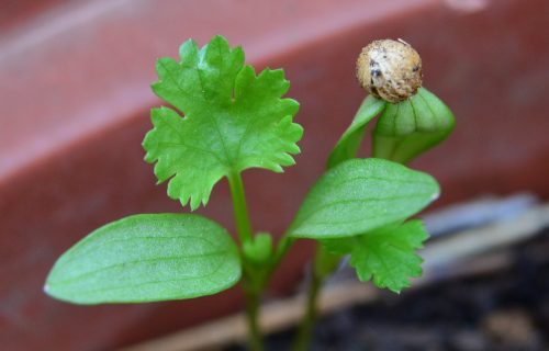 Znate li kako se koristi korijander? Kineski peršun, ili cilantro odličan je za kuvanje i lečenje