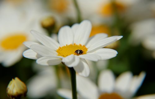 Letnja MARGARETA je savršena za balkon, terasu i baštu, a cveta čak do OKTOBRA