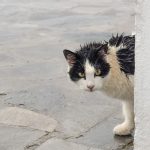 Nepoznata mačka pojavila vam se pred vratima? NE TERAJTE JE! Evo šta to znači