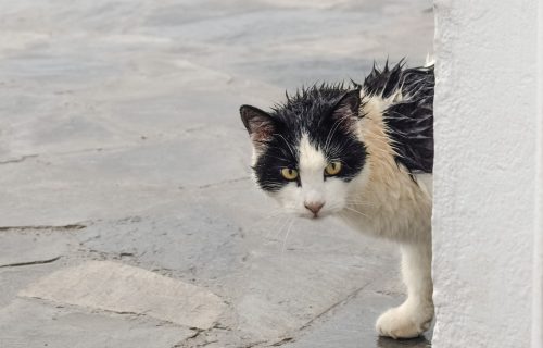 Nepoznata mačka pojavila vam se pred vratima? NE TERAJTE JE! Evo šta to znači