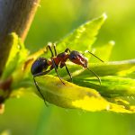 PANIKA: Šire se invazivne vrste vatrenih mrava koji mogu da ubiju ljude