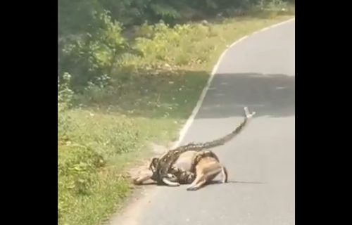 Piton davio srnu na putu, ona dobila neočekivanu pomoć i uspela da pobegne (VIDEO)