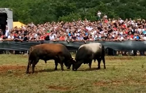 Panika u Splitu: Dva bika ULETELA U PUBLIKU, povređen muškarac (VIDEO)