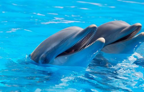 Meksiko zabranio predstave sa delfinima i kitovima