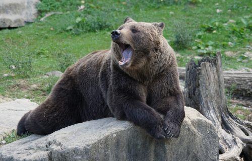 DRAMA U RUMUNIJI: Medved upao na sahranu, pukom srećom izbegnuta veća tragedija