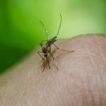Stalno vas ujedaju komarci? Evo šta kažu naučnici