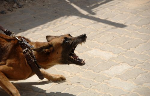 Saopšteno u kakvom je stanju devojčica (6) koju je pas ugrizao za glavu na Čukarici