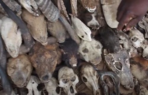 Isušene glave majmuna, kuvana koža, vučje kosti: Dobrodošli na najveću svetsku pijacu vudu magije (VIDEO)