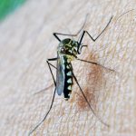 Kako komarci pikiraju žrtve: Ova grupa ljudi im je poslastica, a jedne ni da pipnu