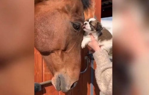 Prijateljstvo pekinezera i konja iz ŠIMANOVACA: Dokaz da ljubav među životinjama nema granice (VIDEO)