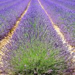 Za cenu stana - celo etno selo: Biznis, lavanda i ogroman turistički potencijal
