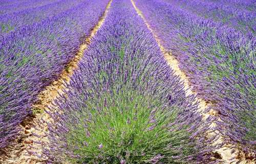 Za cenu stana - celo etno selo: Biznis, lavanda i ogroman turistički potencijal