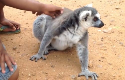 Dečaci su mazili LEMURA, a onda su prestali...Evo šta je usledilo (VIDEO)