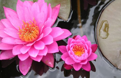 Neverovatna moć lotosa: Simbol mudrosti, plemenitosti i večne mladosti (FOTO)