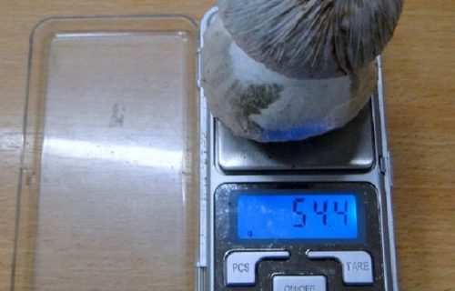 Srpski carinici otkrivaju razne "štekove", ali ovo je bio presedan: Drogu krili na neobičnom mestu (FOTO)