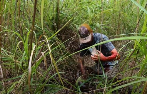 Epska borba čoveka i pitona, kada ga je predator ugrizao - nastala je drama (VIDEO)