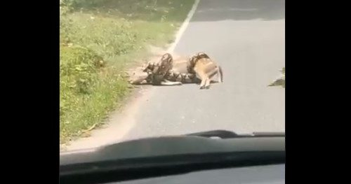 Piton je davio nemoćno lane na putu, ali je spas stigao u poslednjem trenutku (VIDEO)