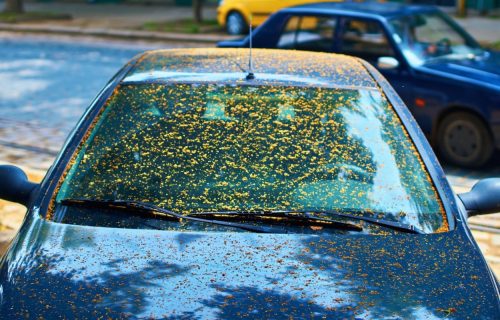 Vozači, oprez! Ovi krilati insekti su opasni za biljke, ali i za vaše limene ljubimce (FOTO)