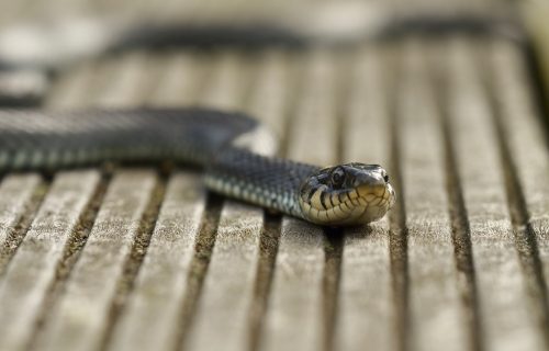 Buka izmamila ZMIJE na ulice Beograda: Ukoliko ugledate smuka u OVIM opštinama, uradite jednu stvar