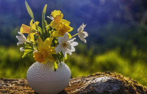 Šta povezuje narcis, 1. mart i Vels? Ako ste ljubitelj lepih, žutih narcisa, pročitajte ovo