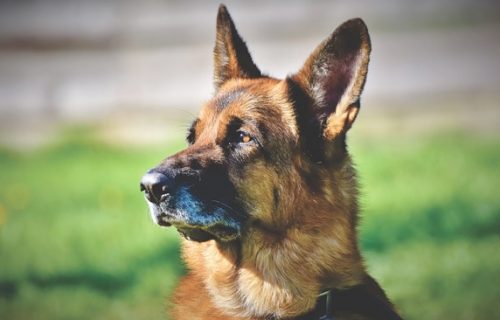 Tek što je stigao pokazao je šta ZNA: Komšije dobile psa koji otkriva pozitivne na KORONU