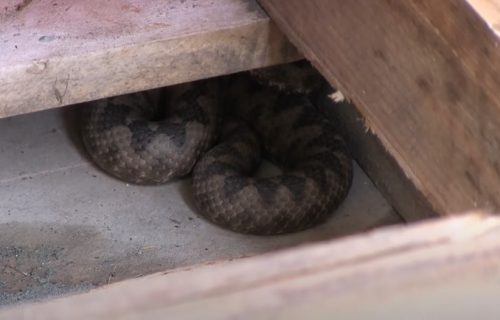 Ovako izgleda noga posle ujeda poskoka: Dete (12) jedva preživelo! Upozorenje, zmije ulaze i u kuće!