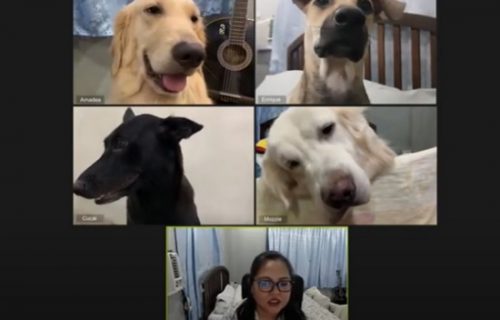 "Podbacili ste prošlog meseca": Žena održala urnebesni Zoom sastanak sa psima (VIDEO)