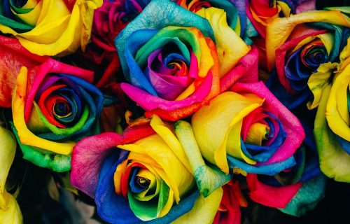 Ruže u duginim bojama su HIT u svetu, a za jednu ćete morati da izdvojite ovoliko NOVCA