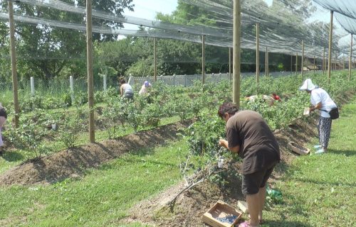 Bere se srpsko PLAVO ZLATO: Dobra zarada je zagarantovana, a ulaganje se isplati posle tri godine