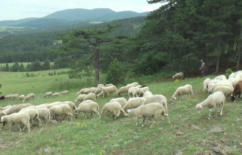 TRAGEDIJA U HRVATSKOJ! Ovce se krile ispod hrasta, nijedna nije preživela