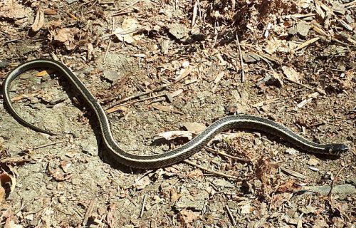 Ako vas zmija ujede HITNO uradite OVO: Biolog otkriva gde je sada najviše otrovnica u Srbiji