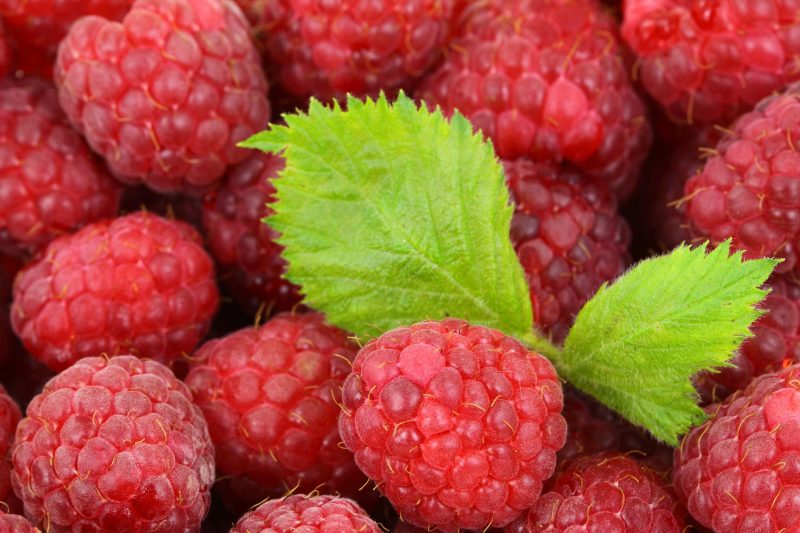 Država će pomoći onima koji nisu prodali prošlogodišnje maline, a evo i kako